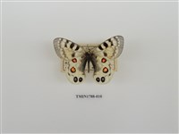 藏品(中國蝴蝶)的圖片